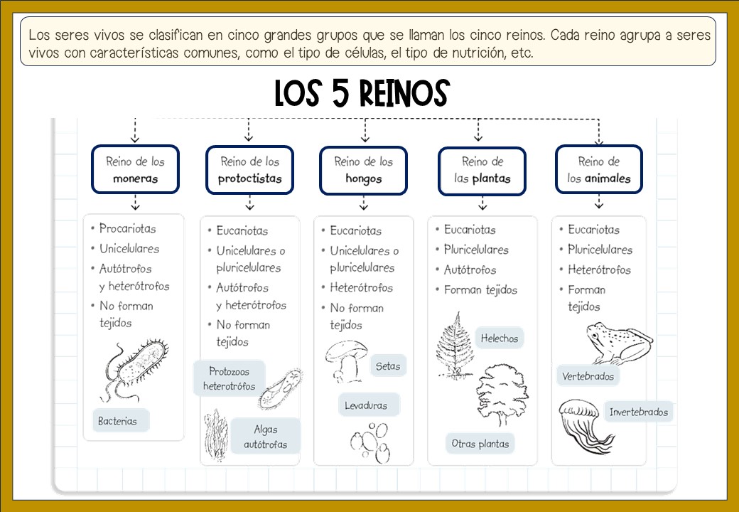 Referentes Did Cticos Seres Vivos Los Reinos